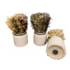Set of 3 Dried Grasses In Ceramic Pots